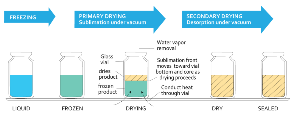 the process of freeze drying, how freeze drying works