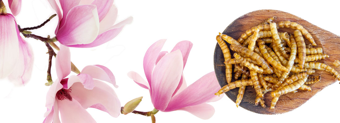 Unusual-freeze-drying-applications-you-may-not-know-about-1100x400-1