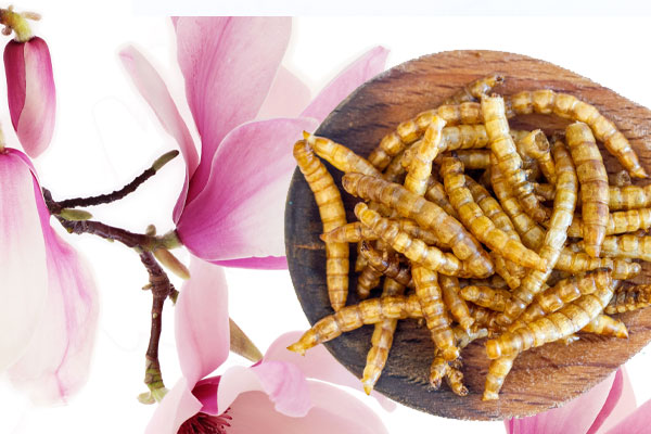 From Coffee to Flowers Unusual Freeze-Drying Applications You Might Not Know About