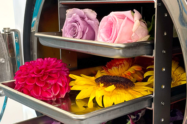 freeze drying flowers, flower preservation